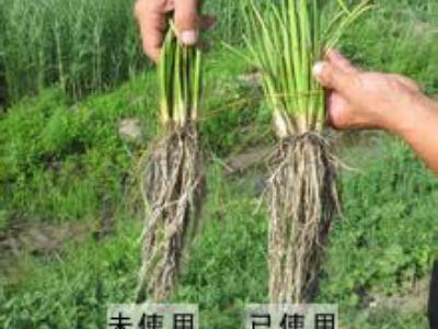 点击查看详细信息<br>标题：水稻使用效果对比 阅读次数：1807