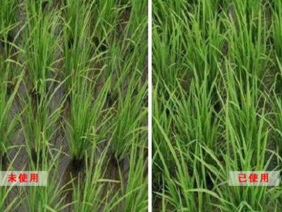 点击查看详细信息<br>标题：水稻使用效果对比 阅读次数：1358