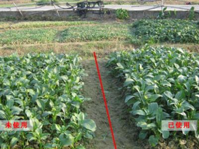 点击查看详细信息<br>标题：油菜使用效果对比 阅读次数：1699