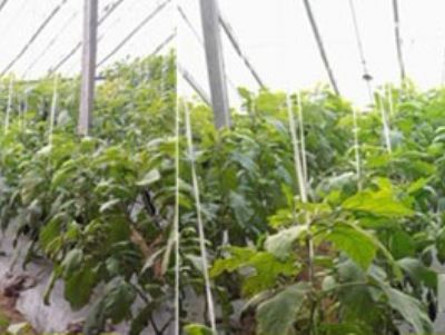 点击查看详细信息<br>标题：茄子使用效果对比 阅读次数：2072